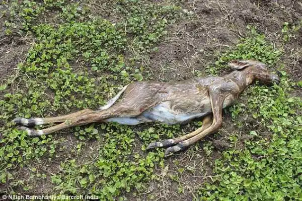 Indian Rock Python Caught on Camera Swallowing Antelope Whole (Photos)